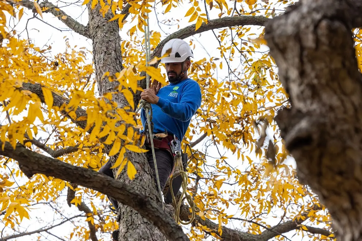 Skilled Tree Trimming crew working in Madison